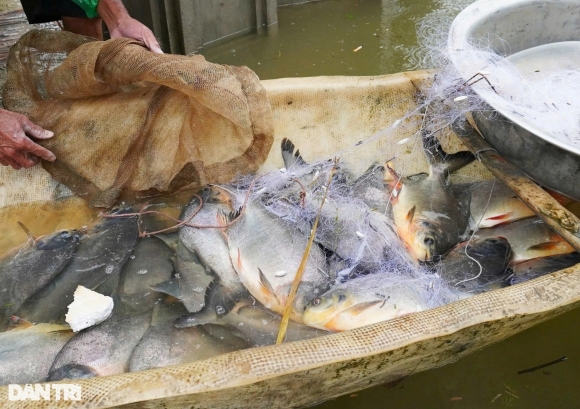 2 Nuoc Ngap Cao 12m Nguoi Ha Noi Bat Ca Giua Duong Tren San Nha